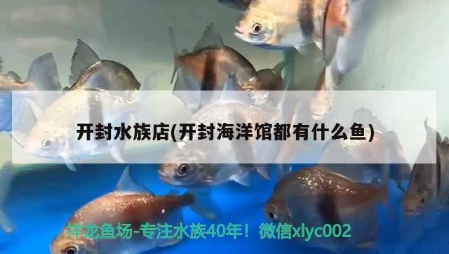 開封水族店(開封海洋館都有什么魚) 開封水族店(開封海洋館都有什么魚) 虎魚百科