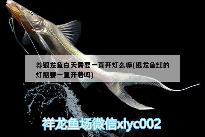 養(yǎng)銀龍魚白天需要一直開燈么嘛(銀龍魚缸的燈需要一直開著嗎)