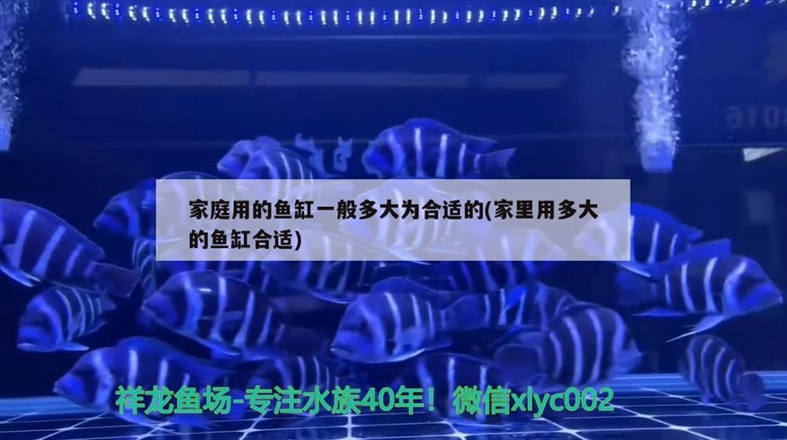 家庭用的魚缸一般多大為合適的(家里用多大的魚缸合適) 家庭用的魚缸一般多大為合適的(家里用多大的魚缸合適) 豬鼻龜百科