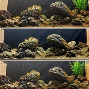 慈鯛魚缸造景石頭用什么：慈鯛魚缸造景中常用的石頭種類及其特點(diǎn)