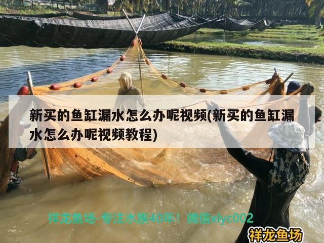 新買(mǎi)的魚(yú)缸漏水怎么辦呢視頻(新買(mǎi)的魚(yú)缸漏水怎么辦呢視頻教程)