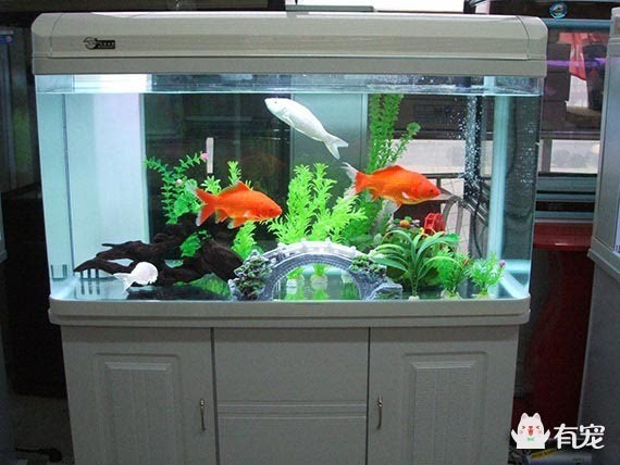 北京俏祥鯉水族館 北京俏祥鯉水族館 全國水族館企業名錄 第1張