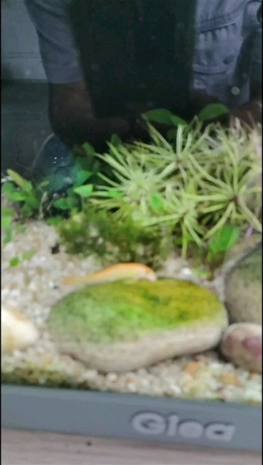 可愛的青苔鼠 可愛的青苔鼠 紅龍魚百科 第2張