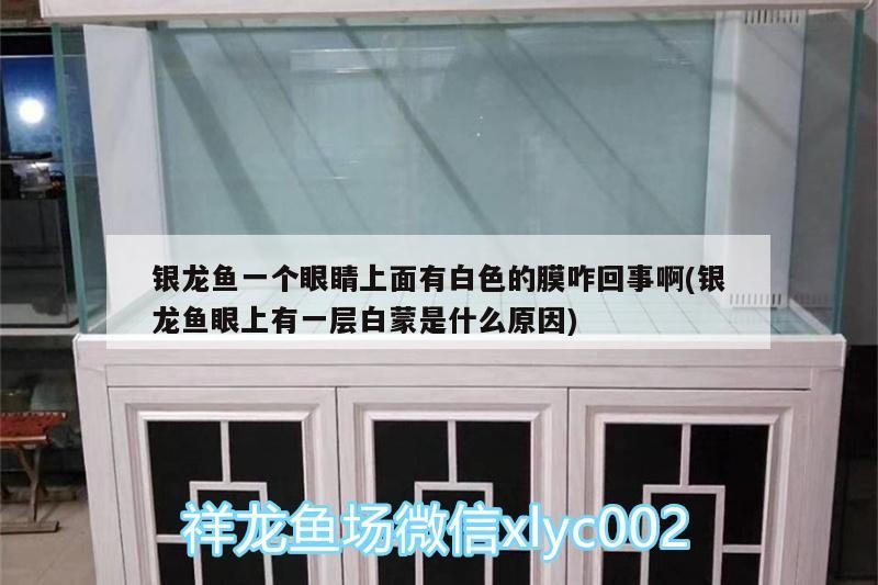 銀龍魚一個眼睛上面有白色的膜咋回事啊(銀龍魚眼上有一層白蒙是什么原因)