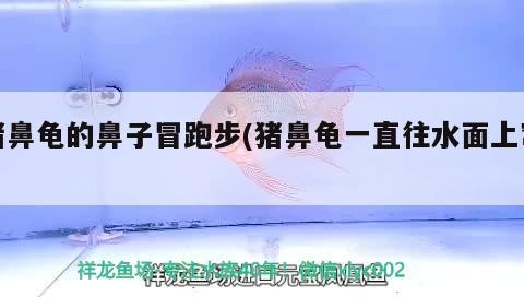 豬鼻龜的鼻子冒跑步(豬鼻龜一直往水面上竄)