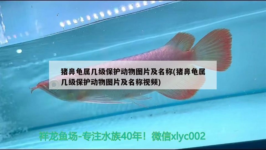 豬鼻龜屬幾級保護動物圖片及名稱(豬鼻龜屬幾級保護動物圖片及名稱視頻)