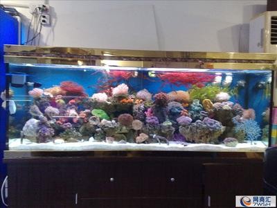 紅龍魚可以用白色背景嗎（紅龍魚一直用白背景養可以嗎）