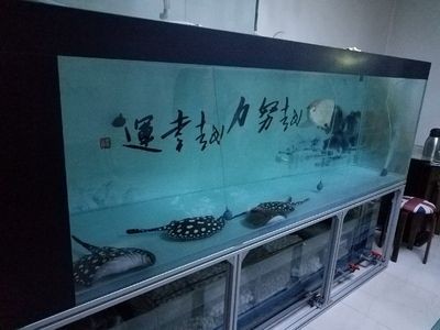 大魚缸側濾加裝：大魚缸加裝側濾時需要了解側濾的工作原理、濾材的擺放順序