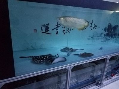 大魚缸側濾加裝：大魚缸加裝側濾時需要了解側濾的工作原理、濾材的擺放順序