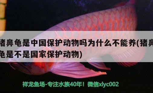 豬鼻龜是中國保護動物嗎為什么不能養(yǎng)(豬鼻龜是不是國家保護動物) 豬鼻龜是中國保護動物嗎為什么不能養(yǎng)(豬鼻龜是不是國家保護動物) 豬鼻龜百科