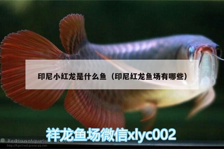 印尼小紅龍是什么魚（印尼紅龍魚場有哪些）