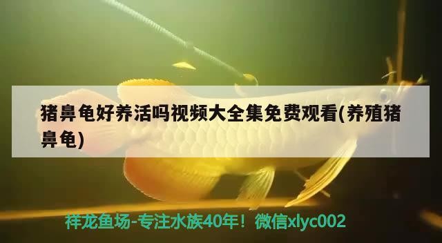 豬鼻龜好養(yǎng)活嗎視頻大全集免費(fèi)觀看(養(yǎng)殖豬鼻龜)