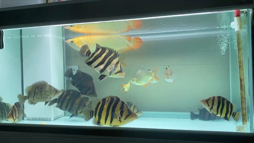養(yǎng)虎日常 養(yǎng)虎日常 龍魚論壇
