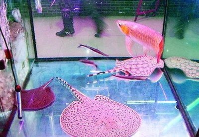 紅龍魚新入缸什么時候吃魚食