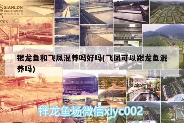 銀龍魚和飛鳳混養嗎好嗎(飛鳳可以跟龍魚混養嗎)