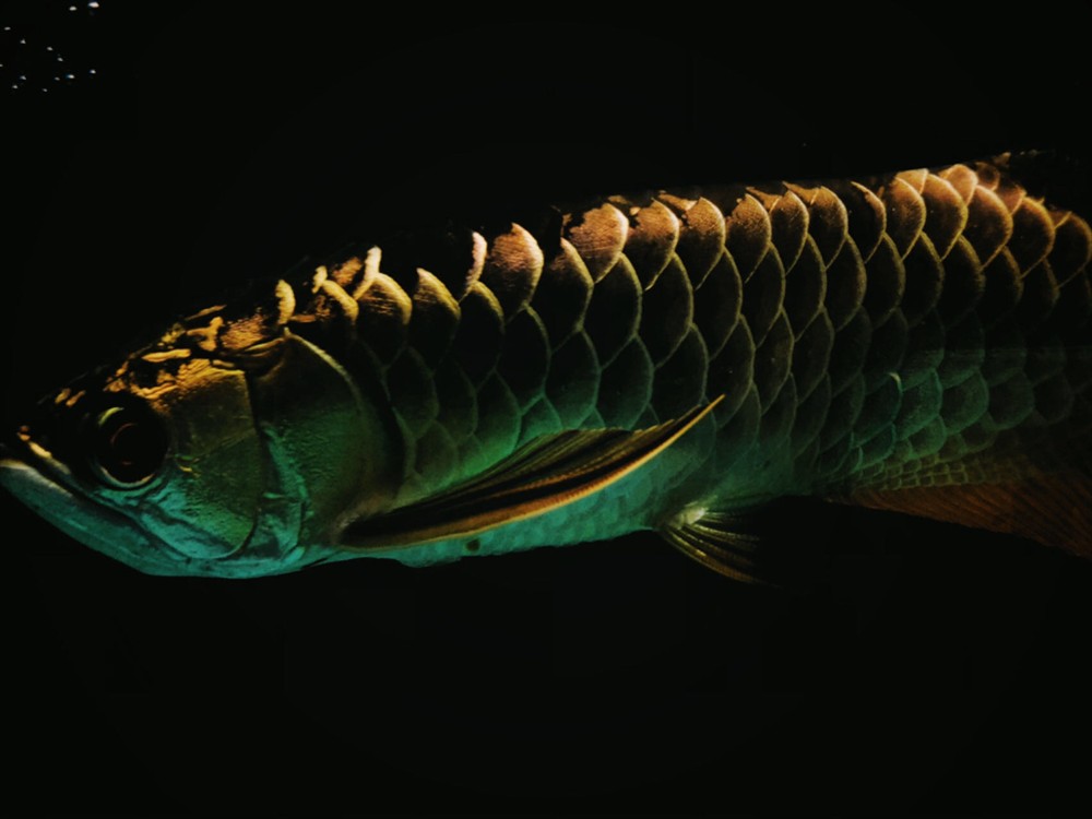 夜賞 夜賞 龍魚論壇