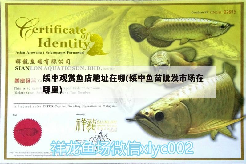 綏中觀賞魚店地址在哪(綏中魚苗批發市場在哪里)