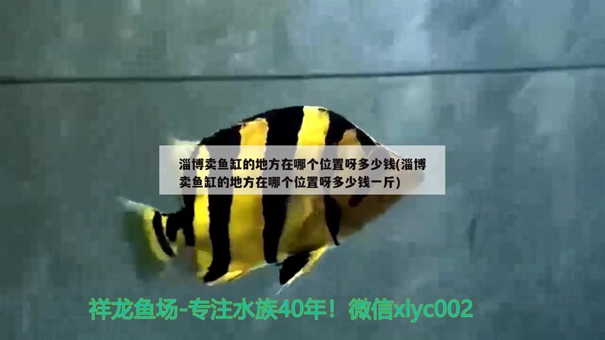 淄博賣魚缸的地方在哪個位置呀多少錢(淄博賣魚缸的地方在哪個位置呀多少錢一斤)