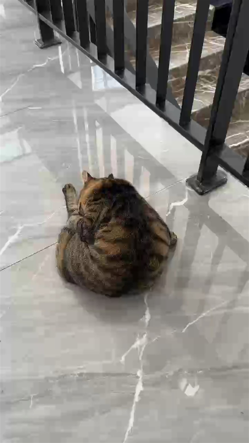 胖貓貓一只 胖貓貓一只 龍魚論壇