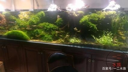 沈陽市帥昂水族工藝品經(jīng)銷部（沈陽市帥昂水族工藝品經(jīng)銷部地址）