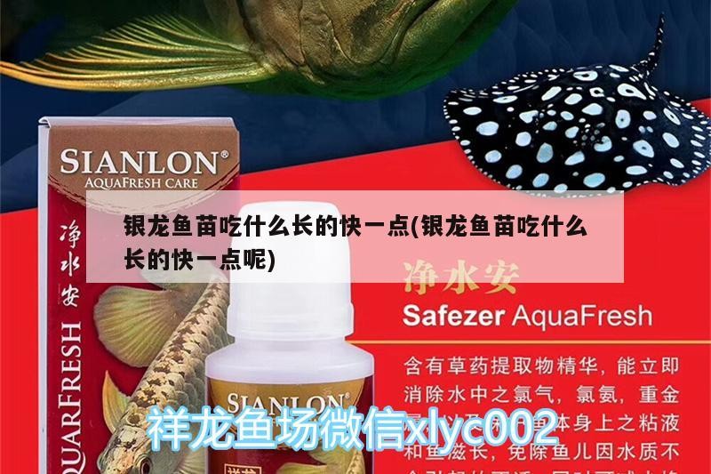 銀龍魚苗吃什么長(zhǎng)的快一點(diǎn)(銀龍魚苗吃什么長(zhǎng)的快一點(diǎn)呢) 銀龍魚苗吃什么長(zhǎng)的快一點(diǎn)(銀龍魚苗吃什么長(zhǎng)的快一點(diǎn)呢) 銀龍魚百科