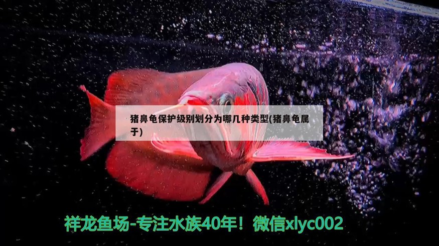 豬鼻龜保護(hù)級(jí)別劃分為哪幾種類(lèi)型(豬鼻龜屬于)