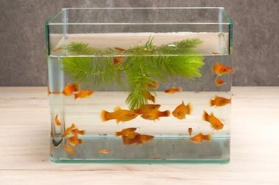 不吼不叫魚缸法則：\"不吼不叫魚缸法則\"是一種有效的育兒理念