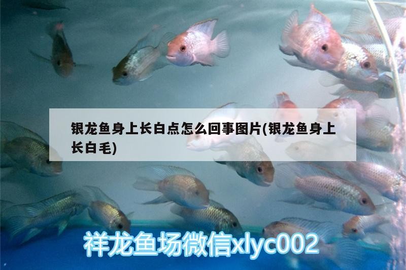 銀龍魚(yú)身上長(zhǎng)白點(diǎn)怎么回事圖片(銀龍魚(yú)身上長(zhǎng)白毛)