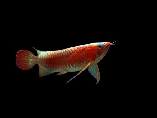 印尼小紅龍魚幼魚喂養技巧：印尼小紅龍魚幼魚水質管理技巧,印尼小紅龍魚幼魚光照需求
