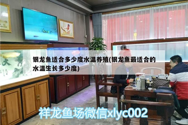 銀龍魚適合多少度水溫養殖(銀龍魚最適合的水溫生長多少度)