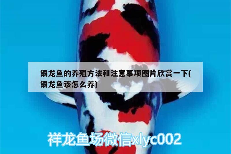 銀龍魚的養殖方法和注意事項圖片欣賞一下(銀龍魚該怎么養)