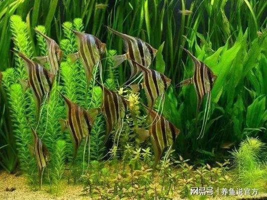長沙市芙蓉區海韻水族器材經營部（長沙市芙蓉區海韻水族器材經營部地址）