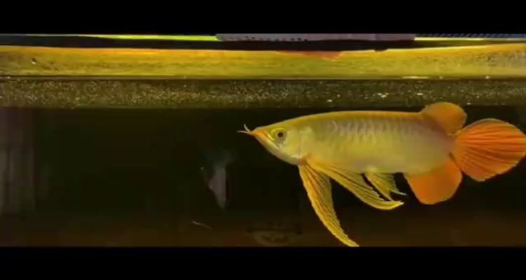 博雅水族魚缸怎么樣：博雅水族魚缸價格、售后服務評價和售后服務表現 博雅水族魚缸怎么樣：博雅水族魚缸價格、售后服務評價和售后服務表現 魚缸百科