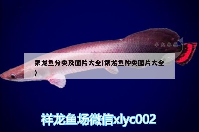 銀龍魚分類及圖片大全(銀龍魚種類圖片大全)