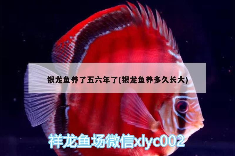 銀龍魚養(yǎng)了五六年了(銀龍魚養(yǎng)多久長大)