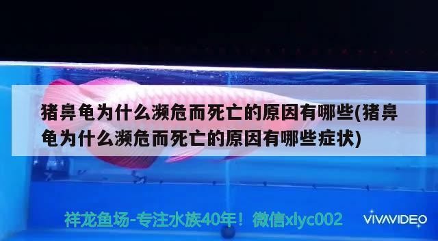 豬鼻龜為什么瀕危而死亡的原因有哪些(豬鼻龜為什么瀕危而死亡的原因有哪些癥狀)