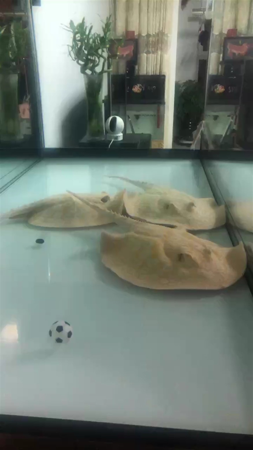 晚安 晚安 龍魚論壇