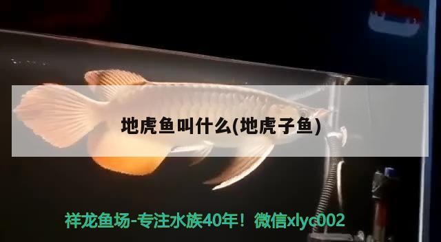 地虎魚叫什么(地虎子魚)