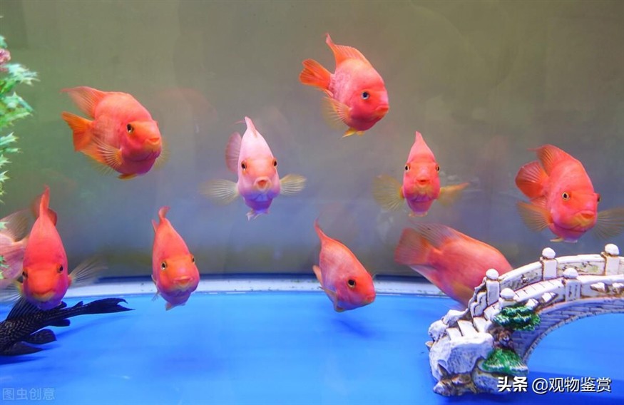 大型魚缸氧氣怎樣安裝的