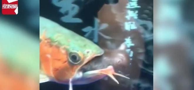 龍魚都吃什么魚