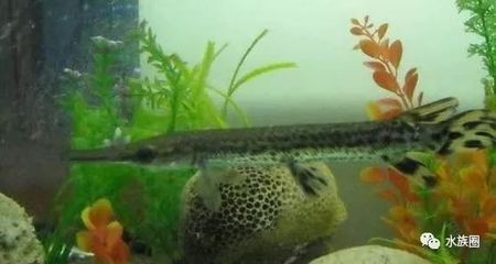 常見的冷水觀賞魚有哪些：常見的冷水觀賞魚種類
