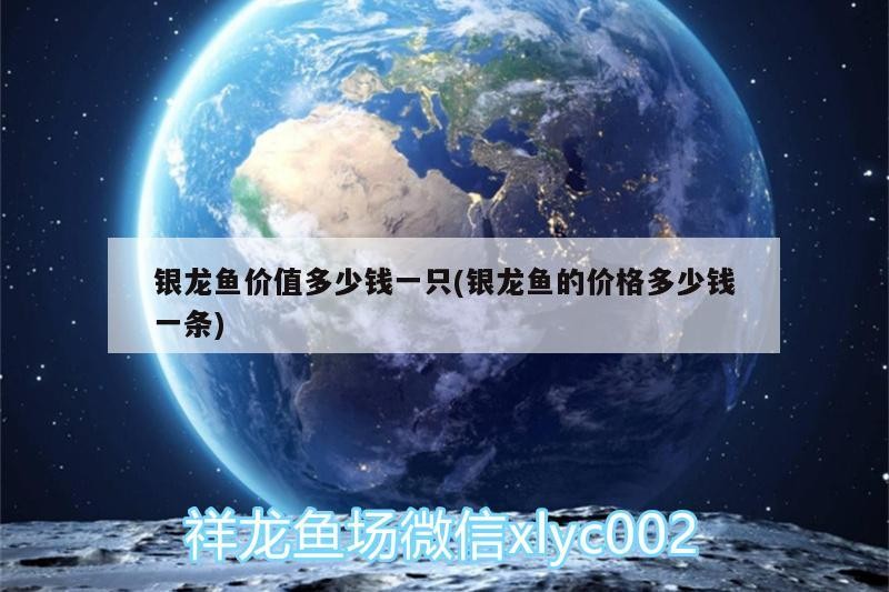 銀龍魚價(jià)值多少錢一只(銀龍魚的價(jià)格多少錢一條)