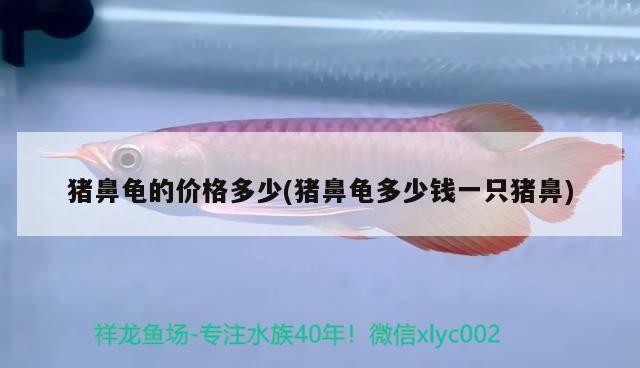 豬鼻龜的價格多少(豬鼻龜多少錢一只豬鼻) 豬鼻龜的價格多少(豬鼻龜多少錢一只豬鼻) 豬鼻龜百科