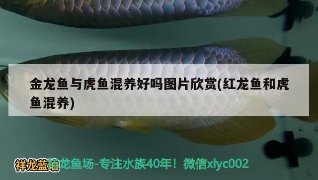 詳細閱讀:金龍魚與虎魚混養(yǎng)好嗎圖片欣賞(紅龍魚和虎魚混養(yǎng)) 金龍魚與虎魚混養(yǎng)好嗎圖片欣賞(紅龍魚和虎魚混養(yǎng))