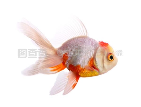 白色魚缸用什么顏色背景好：如何選擇魚缸背景顏色