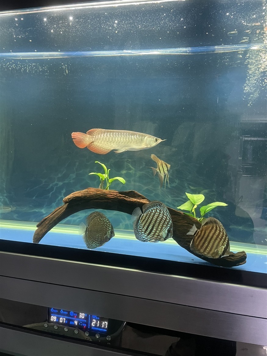 小魚到家16天了