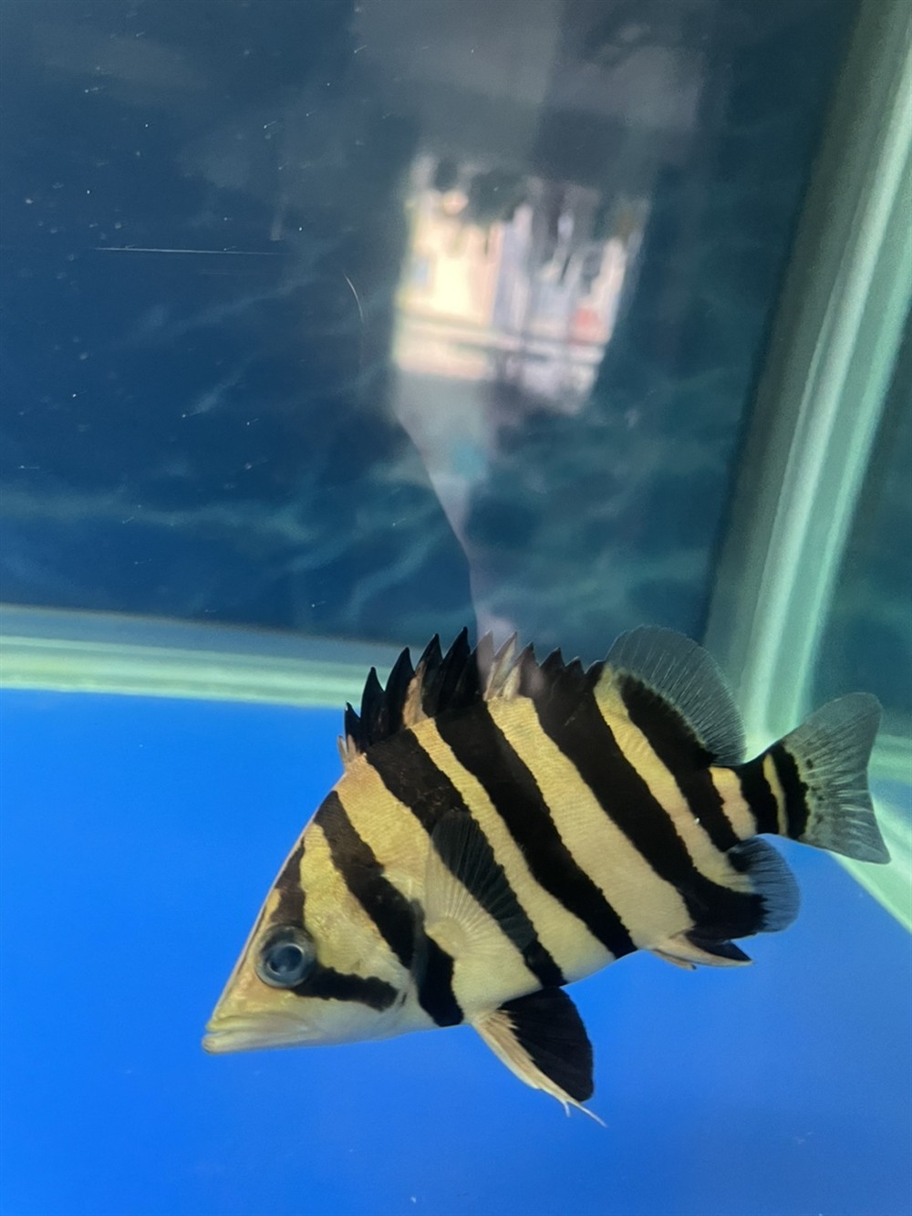 小魚到家16天了