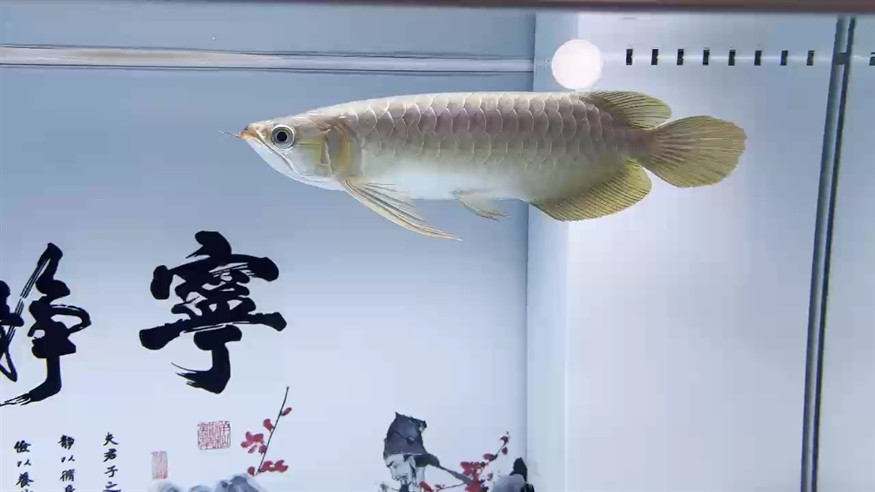 龍魚怕什么 換個紅龍,大神們給看看怎么樣? 龍魚論壇 換個紅龍,大神們給看看怎么樣? 換個紅龍,大神們給看看怎么樣? 龍魚論壇