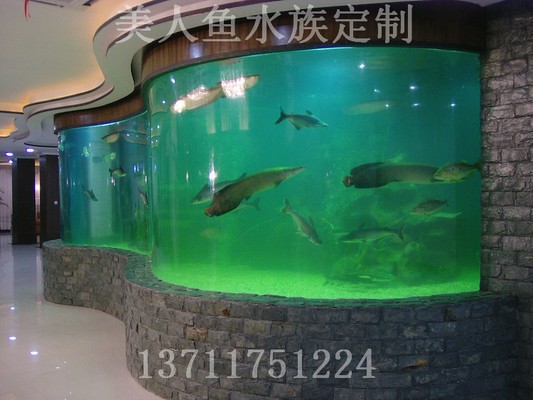 白化金魚能賣多少錢一條(白色金魚多少錢)