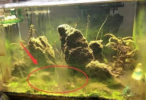 布景的魚缸怎么清理污垢：如何清理魚缸？